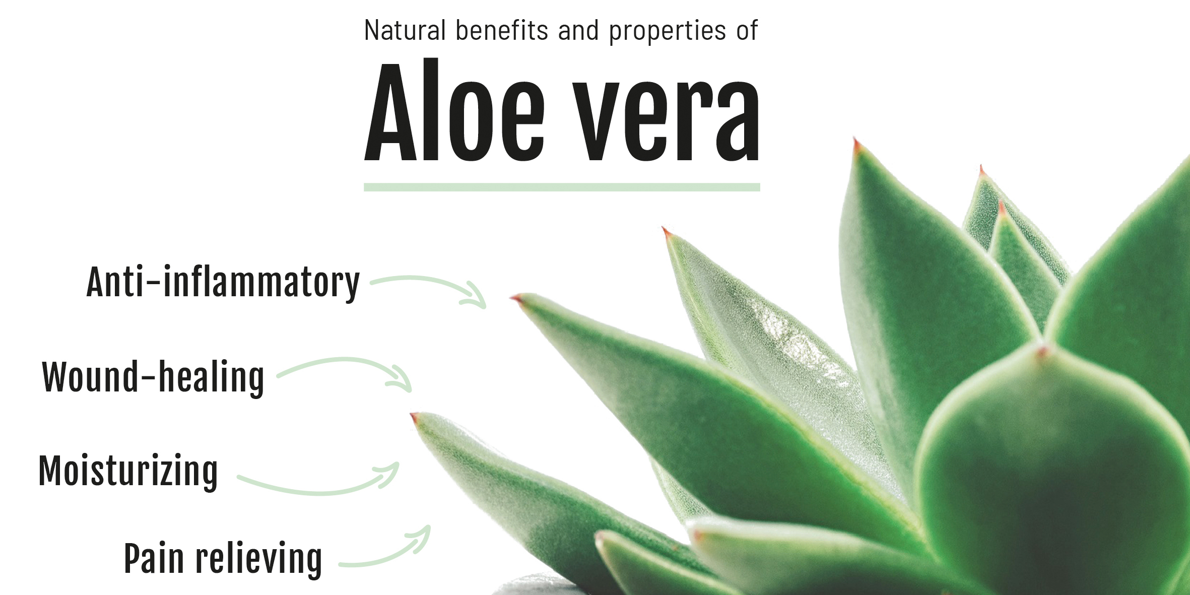 Biomed's Blog — Topical application of Aloe Vera to treat inflammations